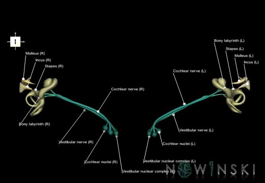 G1.T25.V6.C2.L1.Auditory system