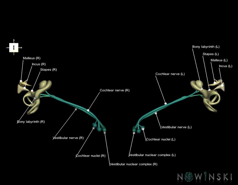 G1.T25.V6.C2.L1.Auditory_system.tiff