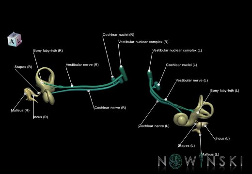 G1.T25.V7.C2.L1.Auditory system