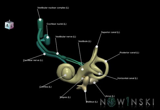 G1.T25.V8.C2.L2.Auditory system left