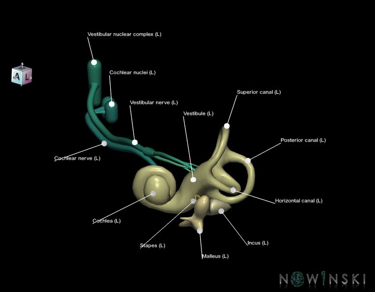 G1.T25.V8.C2.L2.Auditory_system_left.tiff