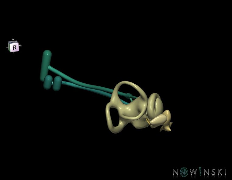 G1.T25.V9.C2.L0.Auditory_system_right.tiff