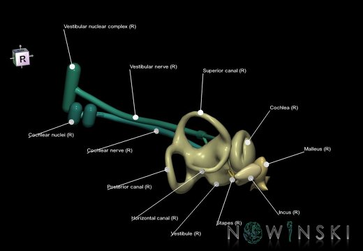 G1.T25.V9.C2.L2.Auditory system right