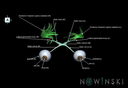 G1.T26.V1.C2.L1.Visual system