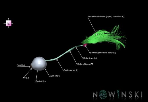 G1.T26.V2.C2.L1.Visual system