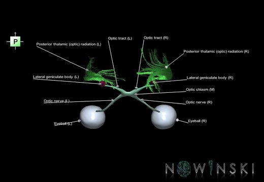 G1.T26.V3.C2.L1.Visual system