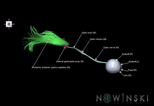 G1.T26.V4.C2.L1.Visual system