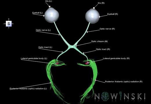 G1.T26.V5.C2.L1.Visual system