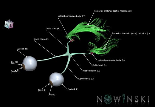 G1.T26.V7.C2.L1.Visual system