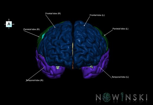 G1.T3.1.V1.C2.L1.Cerebrum whole