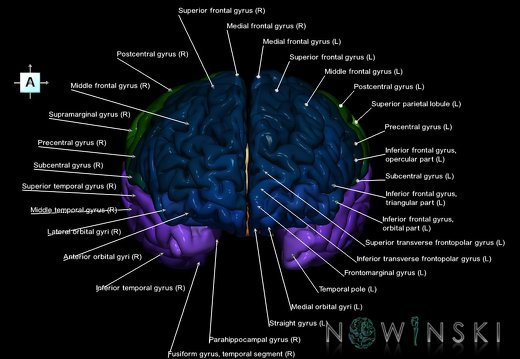 G1.T3.1.V1.C3.L1.Cerebrum whole