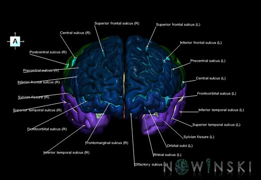 G1.T3.1.V1.C4.L1.Cerebrum whole