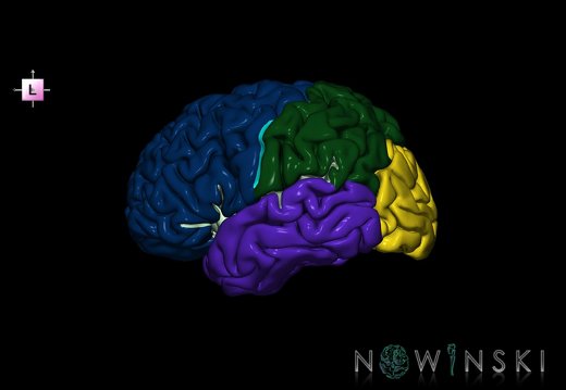 G1.T3.1.V2.C2.L0.Cerebrum whole