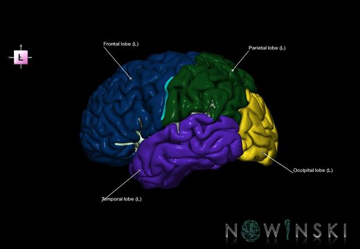 G1.T3.1.V2.C2.L1.Cerebrum whole