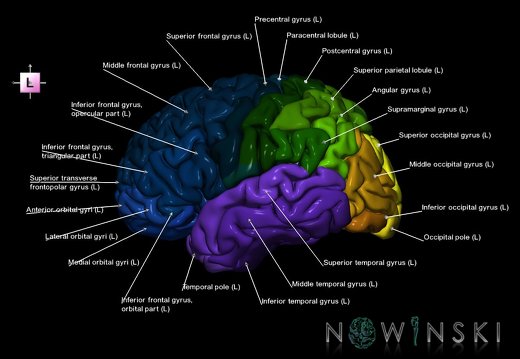 G1T3.Cerebrum