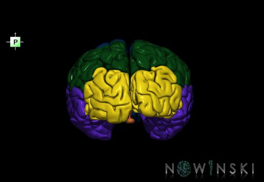 G1.T3.1.V3.C2.L0.Cerebrum whole