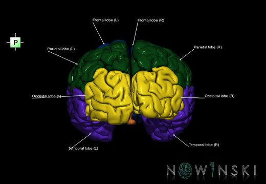 G1.T3.1.V3.C2.L1.Cerebrum whole