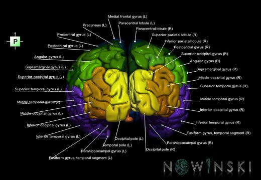 G1.T3.1.V3.C3.L1.Cerebrum whole