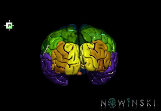 G1.T3.1.V3.C4.L0.Cerebrum whole