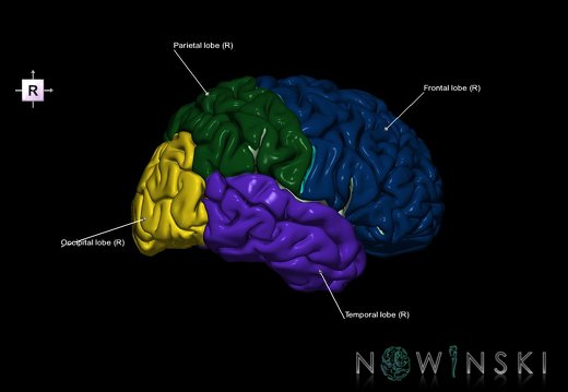 G1.T3.1.V4.C2.L1.Cerebrum whole