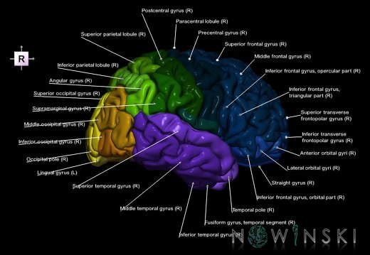 G1.T3.1.V4.C3.L1.Cerebrum whole