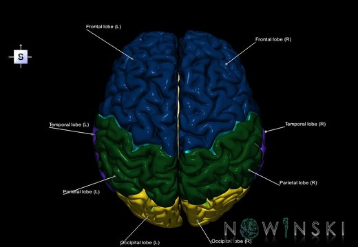 G1.T3.1.V5.C2.L1.Cerebrum whole