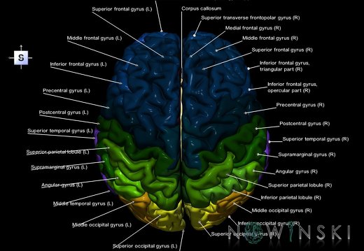 G1.T3.1.V5.C3.L1.Cerebrum whole