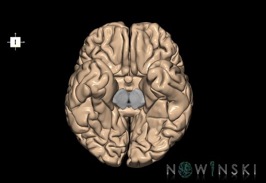 G1.T3.1.V6.C1.L0.Cerebrum whole