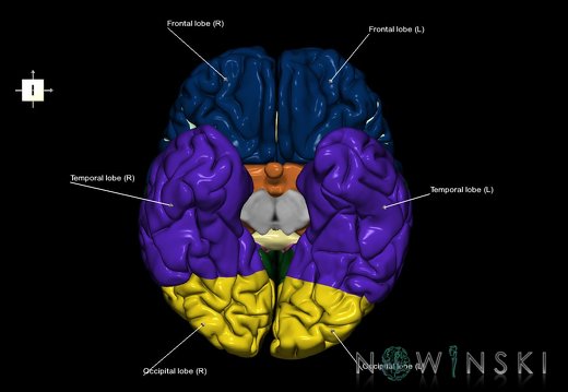 G1.T3.1.V6.C2.L1.Cerebrum whole