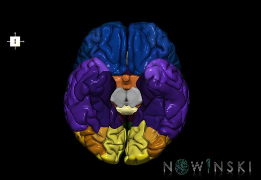 G1.T3.1.V6.C3.L0.Cerebrum whole