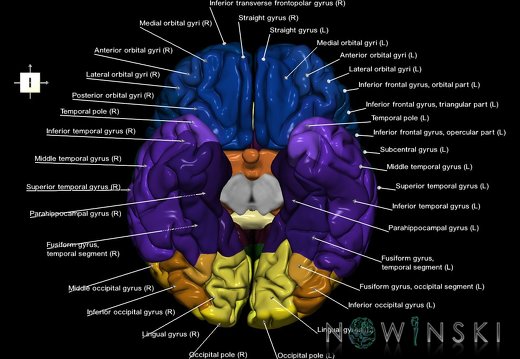 G1.T3.1.V6.C3.L1.Cerebrum whole