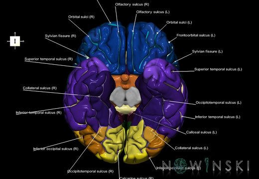 G1.T3.1.V6.C4.L1.Cerebrum whole