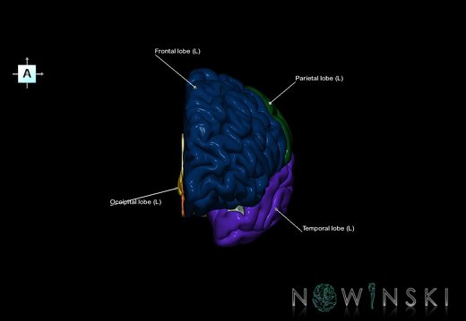 G1.T3.2.V1.C2.L1.Cerebrum left