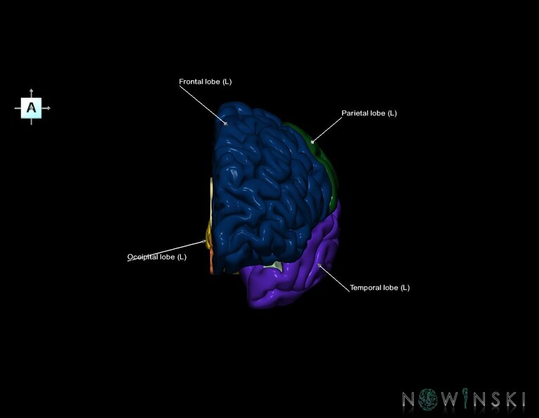 G1.T3.2.V1.C2.L1.Cerebrum_left.tiff