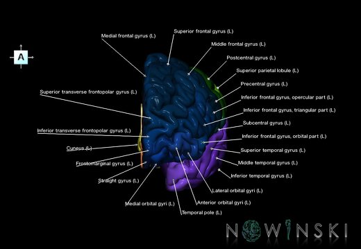 G1.T3.2.V1.C3.L1.Cerebrum left