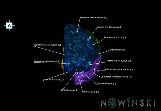 G1.T3.2.V1.C4.L1.Cerebrum left