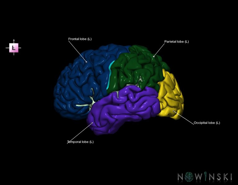 G1.T3.2.V2.C2.L1.Cerebrum_left.tiff