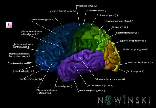 G1.T3.2.V2.C3.L1.Cerebrum left