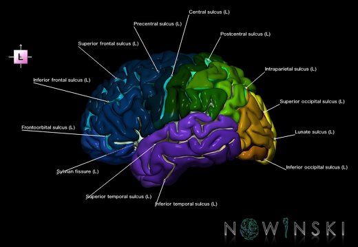 G1.T3.2.V2.C4.L1.Cerebrum left