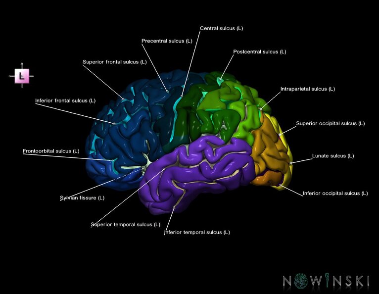 G1.T3.2.V2.C4.L1.Cerebrum_left.tiff