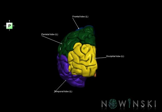 G1.T3.2.V3.C2.L1.Cerebrum left