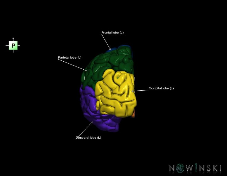 G1.T3.2.V3.C2.L1.Cerebrum_left.tiff