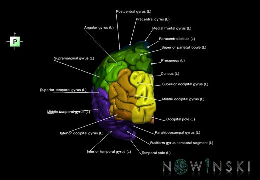 G1.T3.2.V3.C3.L1.Cerebrum left