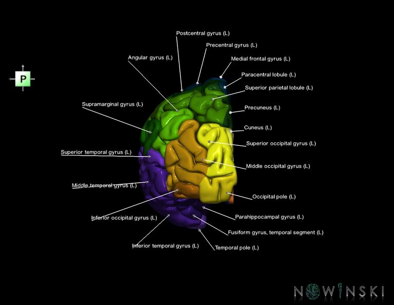 G1.T3.2.V3.C3.L1.Cerebrum_left.tiff