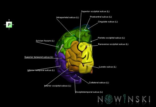 G1.T3.2.V3.C4.L1.Cerebrum left