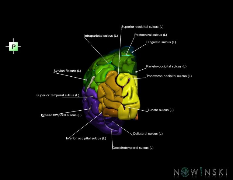 G1.T3.2.V3.C4.L1.Cerebrum_left.tiff