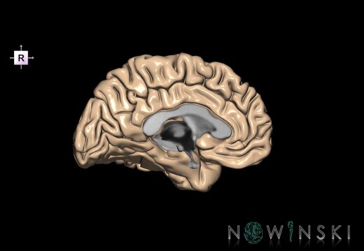 G1.T3.2.V4.C1.L0.Cerebrum left