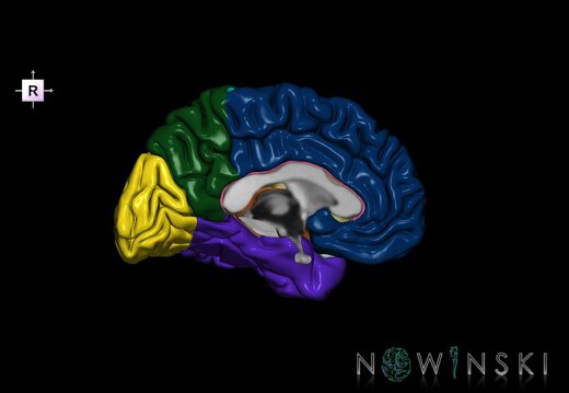 G1.T3.2.V4.C2.L0.Cerebrum left