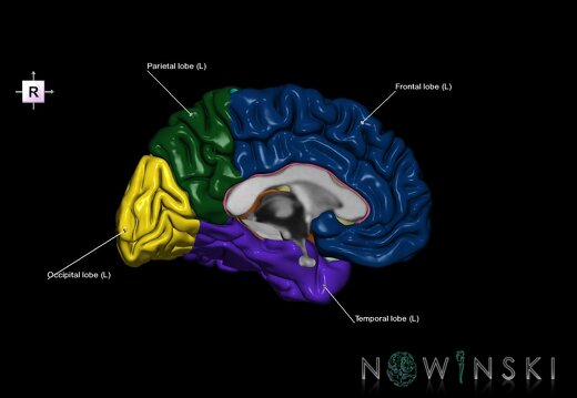 G1.T3.2.V4.C2.L1.Cerebrum left