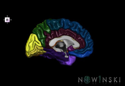 G1.T3.2.V4.C3.L0.Cerebrum left